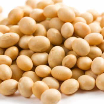 Daizu (Soy Bean)