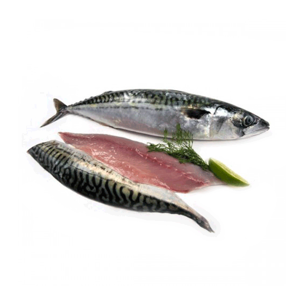 Fresh Saba Mackerel