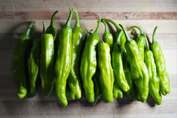 Shishito Pepper