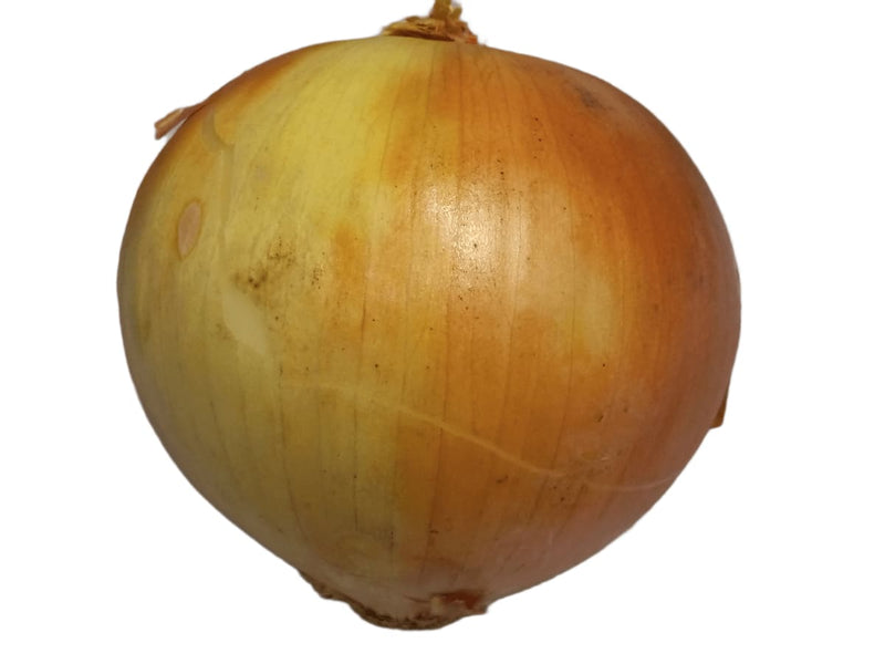 Fresh Onion