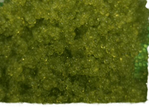 Flying Fish Roe Wasabi Tobiko