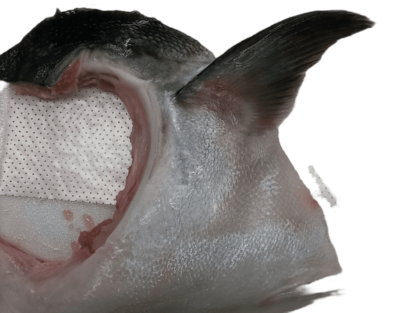 Hamachi Kama