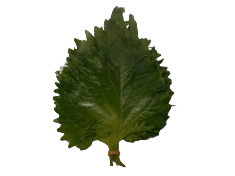 Shiso Leaf